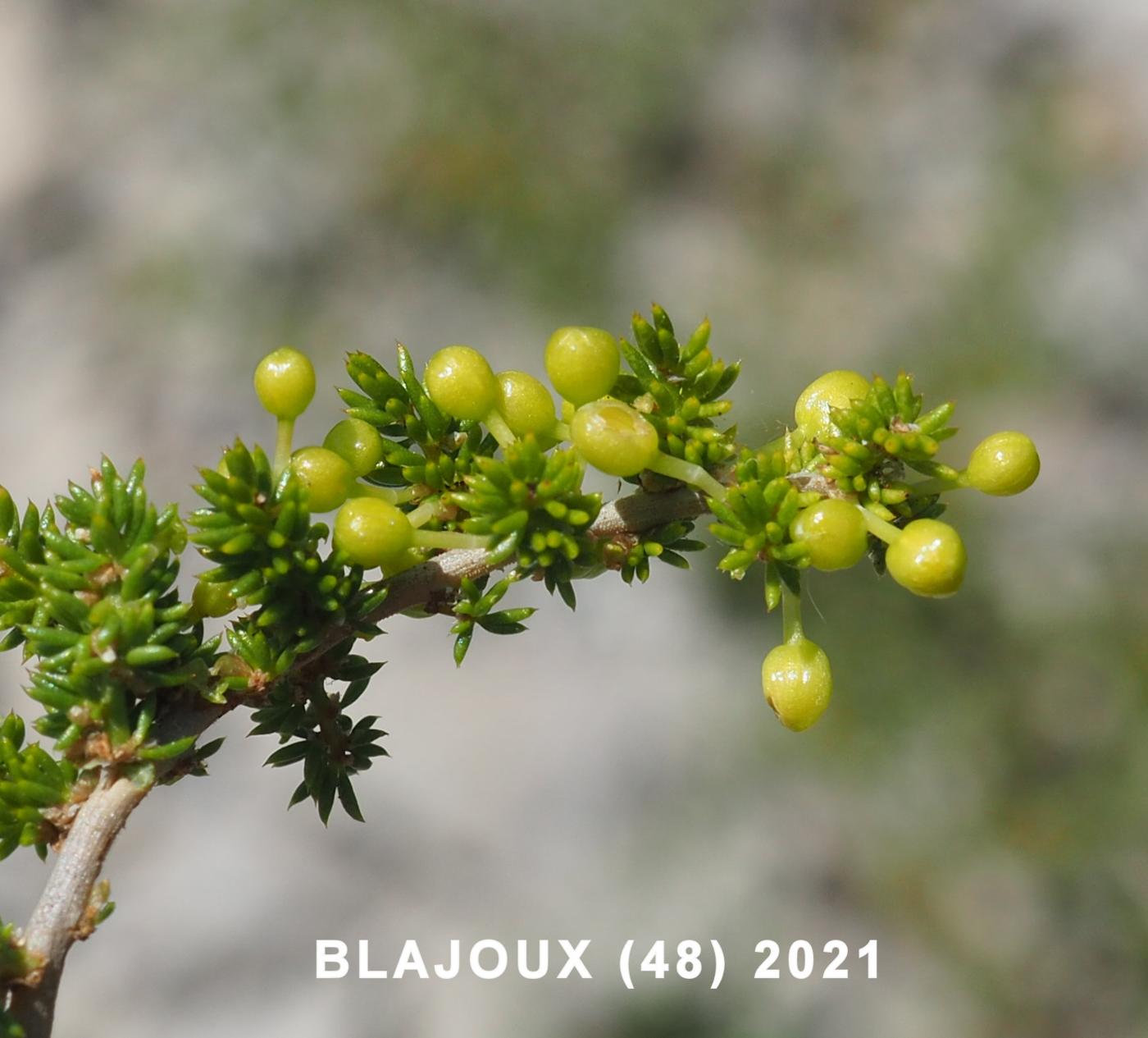 Asparagus, 'woody' fruit